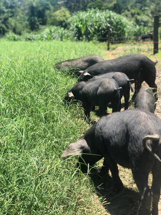 A Evolução da Carne Suína: Da Estigmatização à Excelência na Gastronomia